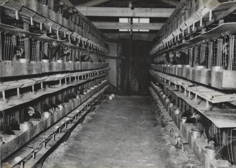 Kippenschuur Verhaar