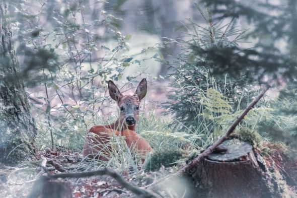 Ree in het bos
