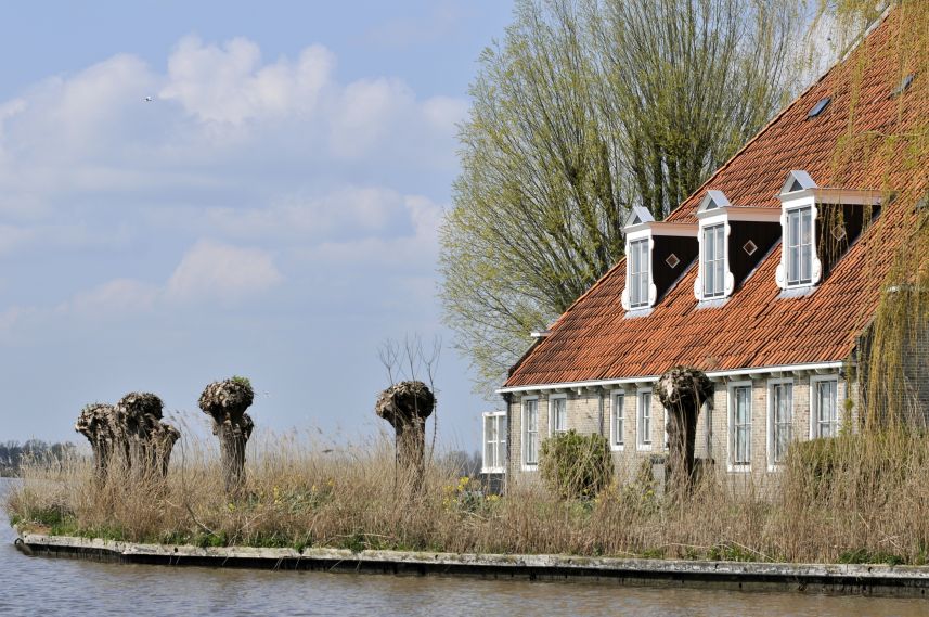 Knotwilgen bij woning aan de Sylroede te Broek bij Joure