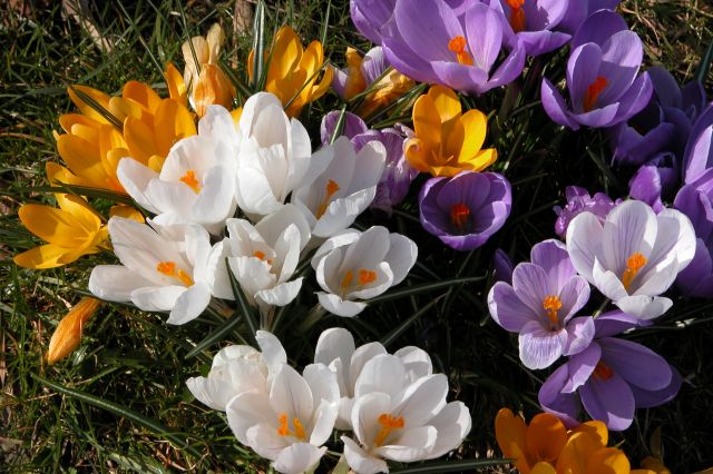 Voorjaar, crocussen