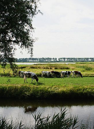Hoeksmeer