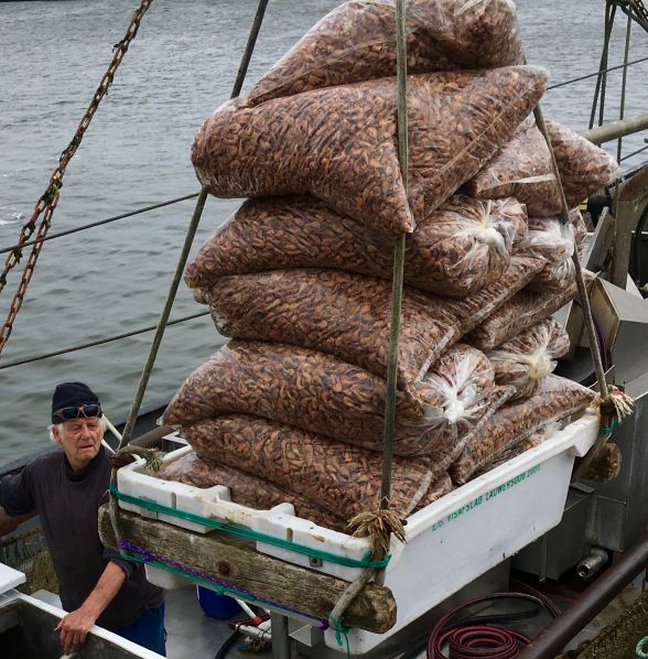 Garnalen vangst lossen
