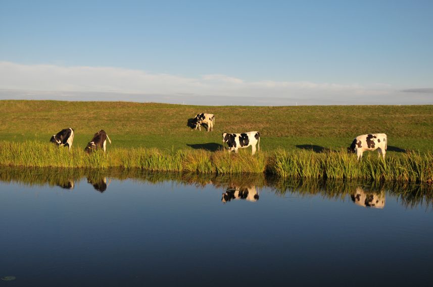 Koeien bij sloot bij Oudemirdum