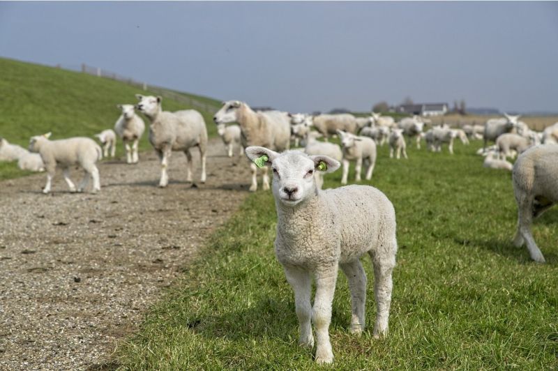 De beste fietsgebieden in Friesland