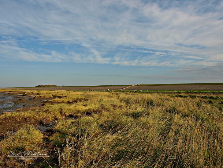 Dijken, scahpen en wolken