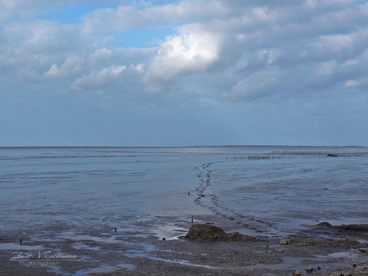 Voetstappen in de vruchtbare Waddenklei
