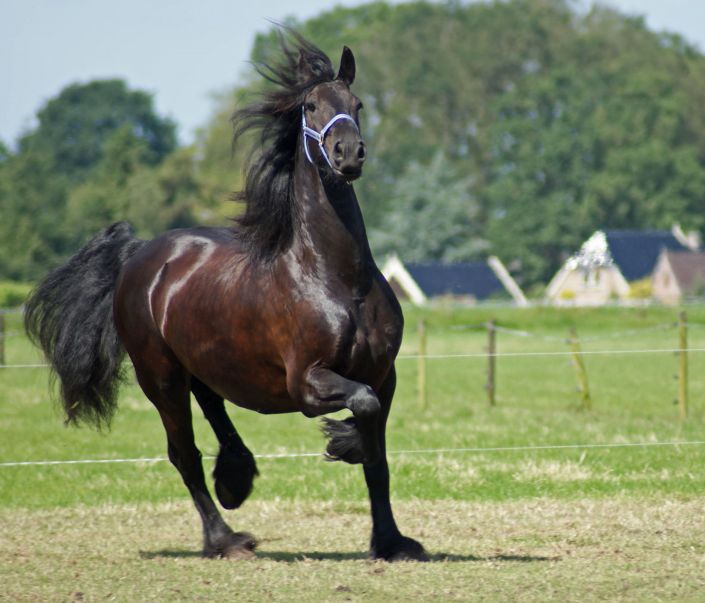 Actie van een friese ruin.
