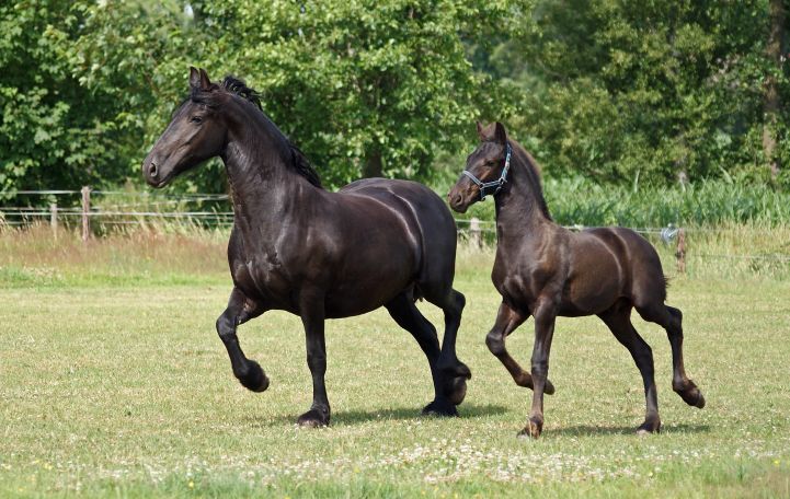 Friese Ster merrie met haar hengstveulen.