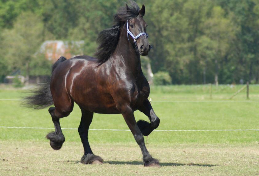 Friese ruin in draf.
