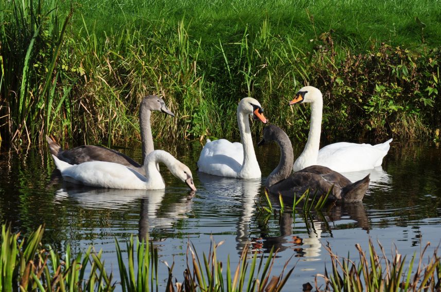 Zwanen echtpaar met hun jongen in het water langs de Marwei in Burgum.