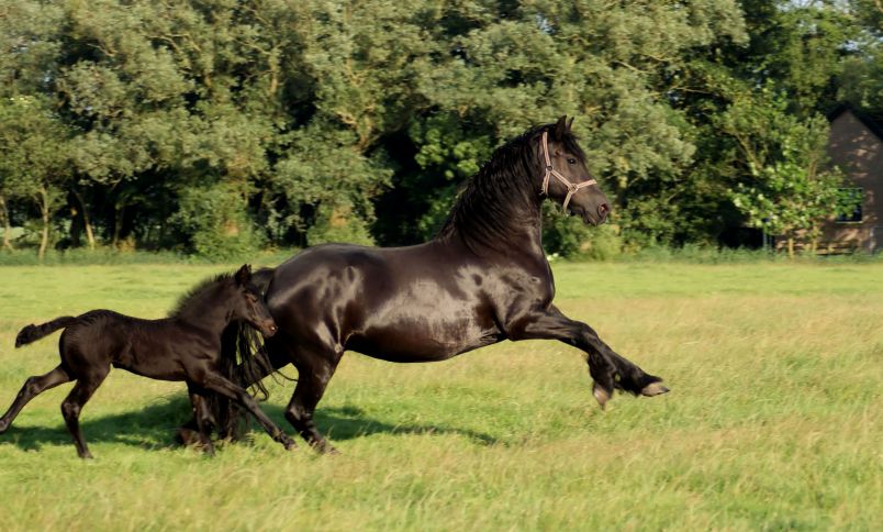 Friese Ster merrie met haar veulen.