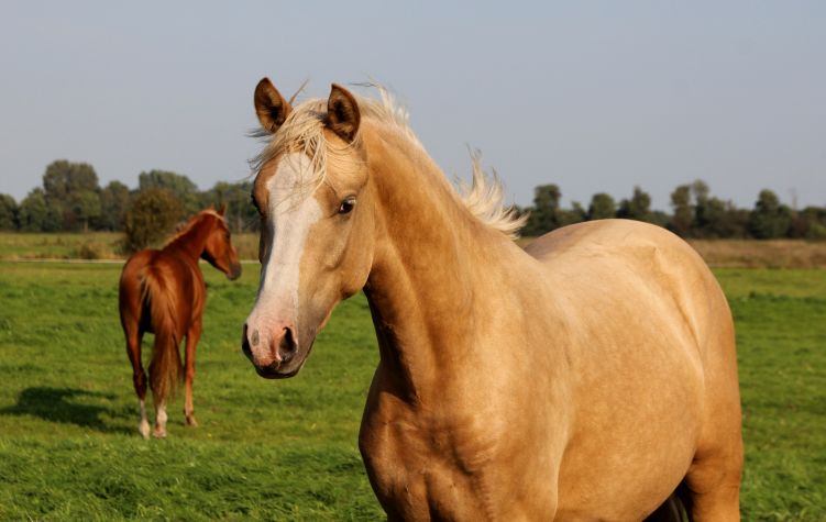 Nieuwsgierige jonge palomino hengst.