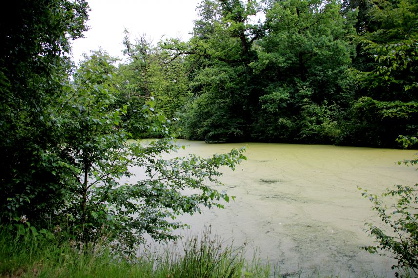 Vijver achter Heemstra State