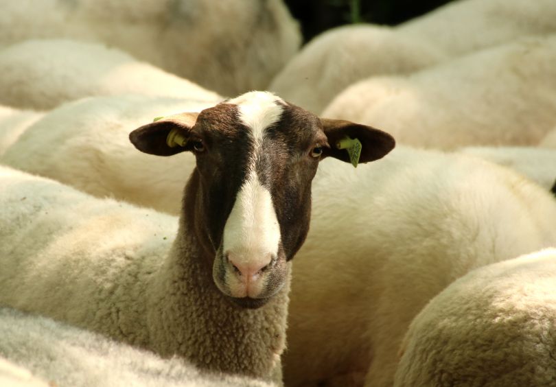 Kudde rondtrekkende Schoonebeker heideschapen.