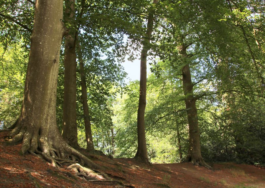 Historische boom in park van Stania State.