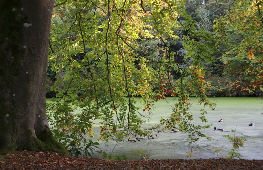 Herfst in het park van Heemstra State.