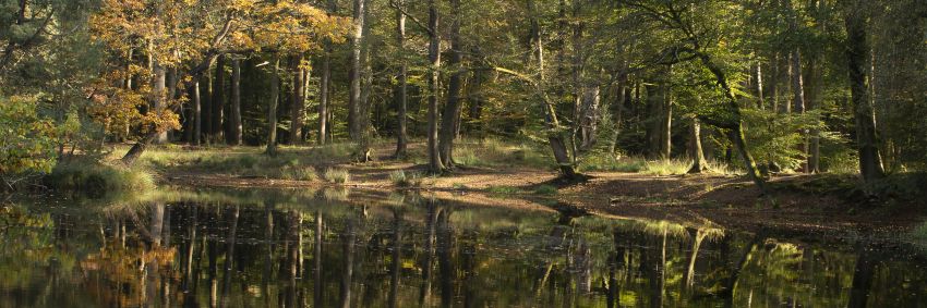 Herfst in de bossen van Beetsterzwaag / Olterterp