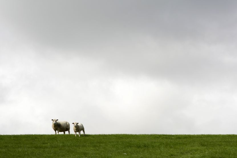 Schapen op de dijk