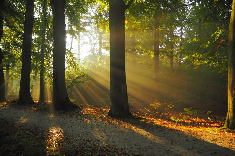 Ochtendgloren in de bossen van Beetsterzwaag