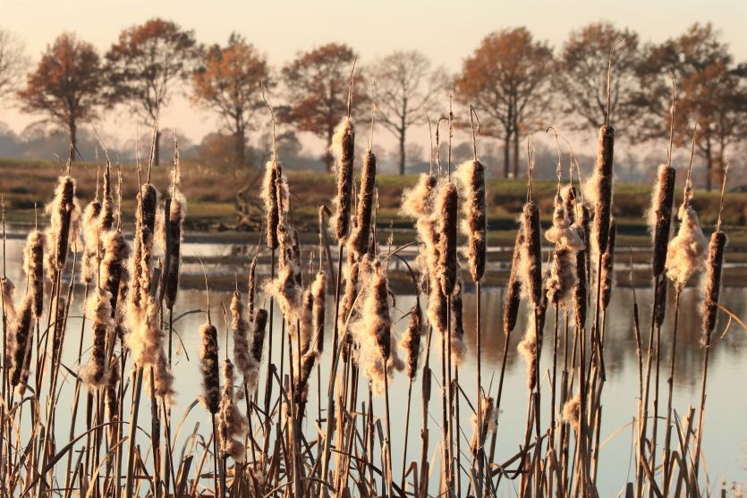 Fochteloer Veen, Fochteloo