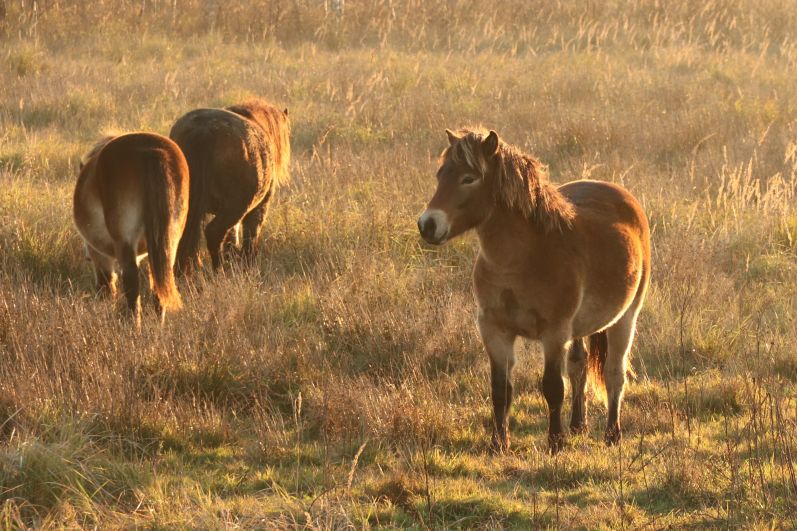Fochteloer Veen, Fochteloo