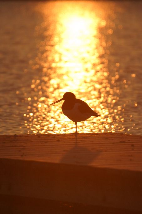 Watersnip op steiger Nannewijd