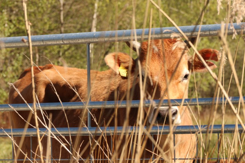 Groote Sintjohannesgaaster Veenpolder, Rotstergaast