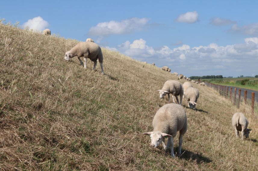 Schapen op de dijk bij  Stavoren