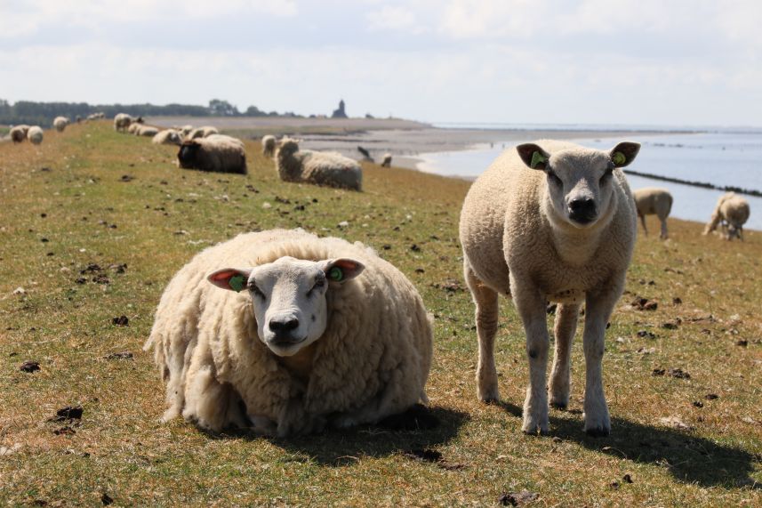 schapen op de waddendijk bij Wierum