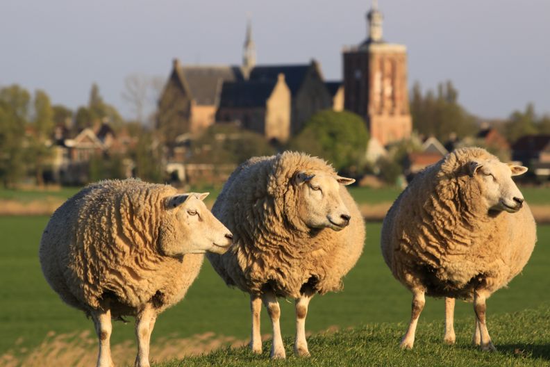 schapen bij Workum
